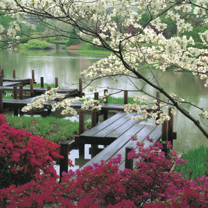 japanese-garden-jjennings-design