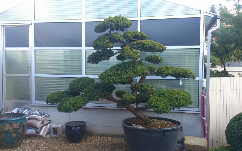 Yamadori 003