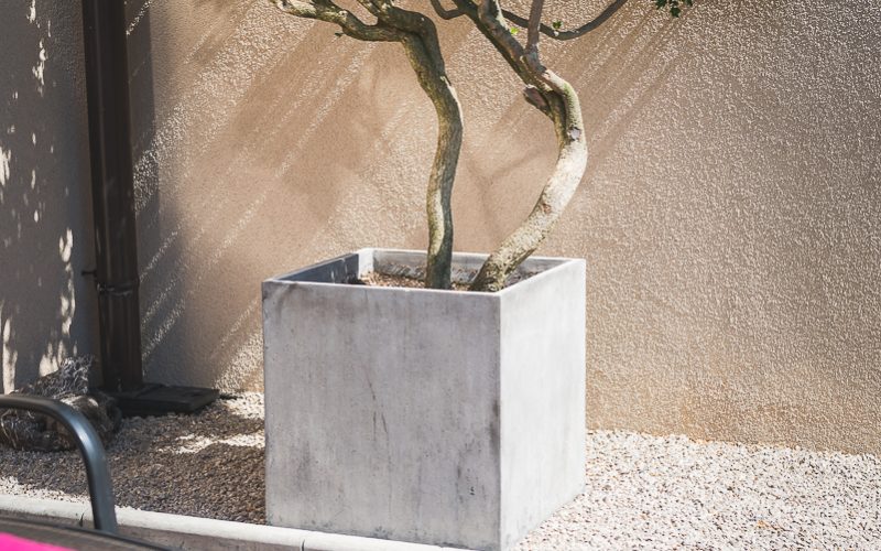 Yamadori 002